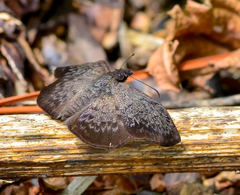 Camptopleura auxo
