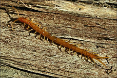 Cryptops australis