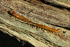 Cryptops australis
