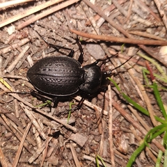 Carabus lusitanicus antiquus