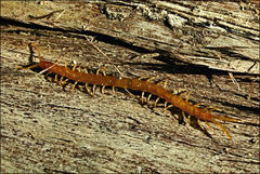 Cryptops australis