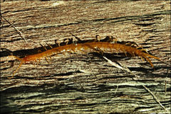 Cryptops australis