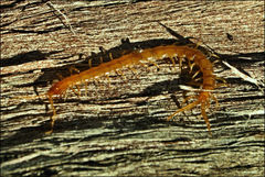 Cryptops australis