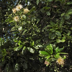 Pithecellobium keyense