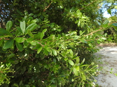 Pithecellobium keyense