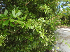 Pithecellobium keyense