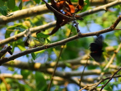 Melanis cephise