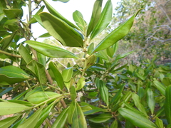 Myrsine cubana