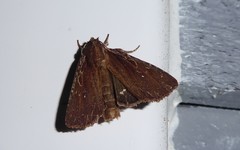 Ichneutica infensa