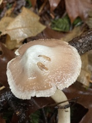 Inocybe albodisca