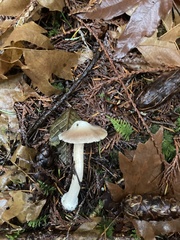 Inocybe albodisca