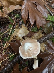 Inocybe albodisca
