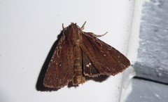 Ichneutica infensa