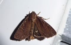 Ichneutica infensa