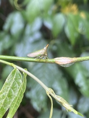 Potnia diringshofeni