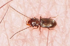 Laemophloeidae