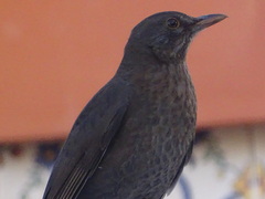 Turdus merula cabrerae
