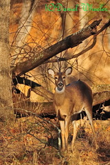 Odocoileus virginianus