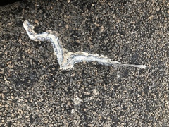 Coluber constrictor anthicus