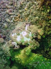 Dendronephthya australis