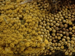 Trichia scabra