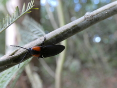 Elater decorus