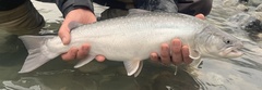 Salvelinus confluentus