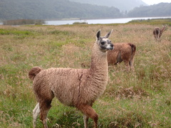 Llama photo 2