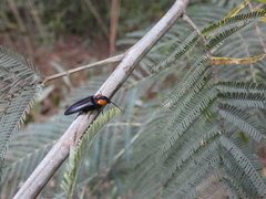 Elater decorus