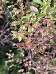Trichostema dichotomum image