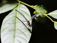 Austroargiolestes aureus