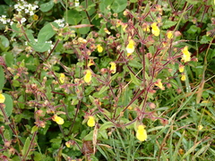 Calceolaria mexicana