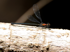 Austroargiolestes aureus