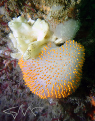 Polycitor giganteus