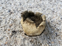 Scleroderma