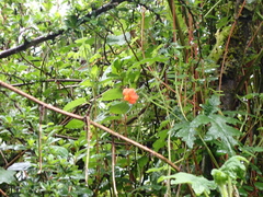 Caiophora contorta