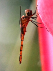 Tauriphila australis