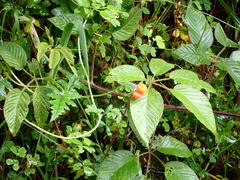 Caiophora contorta