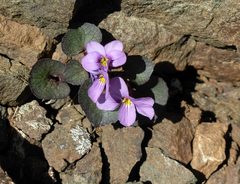 Viola flettii