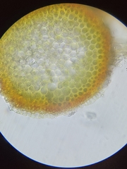 Scorpidium revolvens