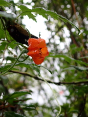 Caiophora contorta