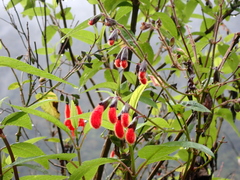 Salvia quitensis