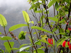 Salvia quitensis