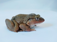 Limnonectes kadarsani