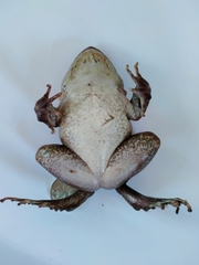 Limnonectes kadarsani