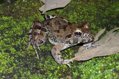 Fejervarya limnocharis