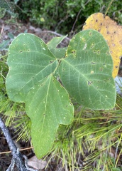 Pueraria montana