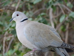 Streptopelia decaocto