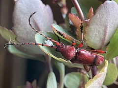 Dicelosternus corallinus