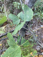 Pueraria montana